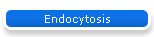 Endocytosis