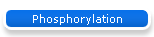 Phosphorylation