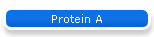 Protein A