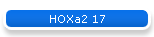 HOXa2 17