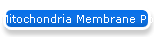 Mitochondria Membrane Potential